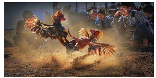 Những lý do nên tham gia đá gà MIBET