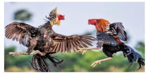 Tìm hiểu về sảnh đá gà MIBET